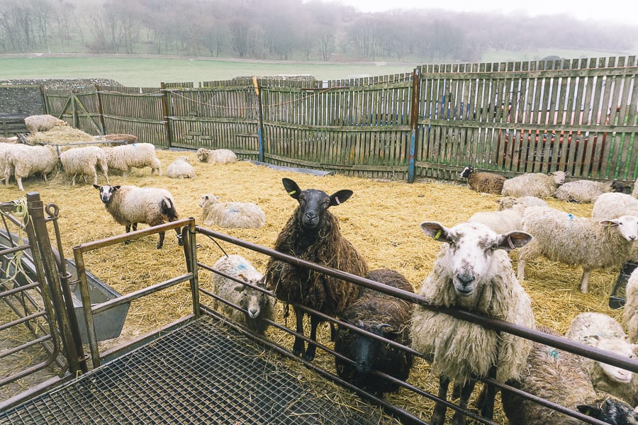 Ewes sheep centre East Dean