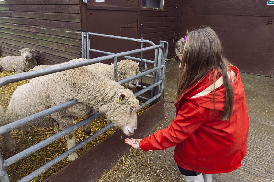 Feeding South Downs sheep