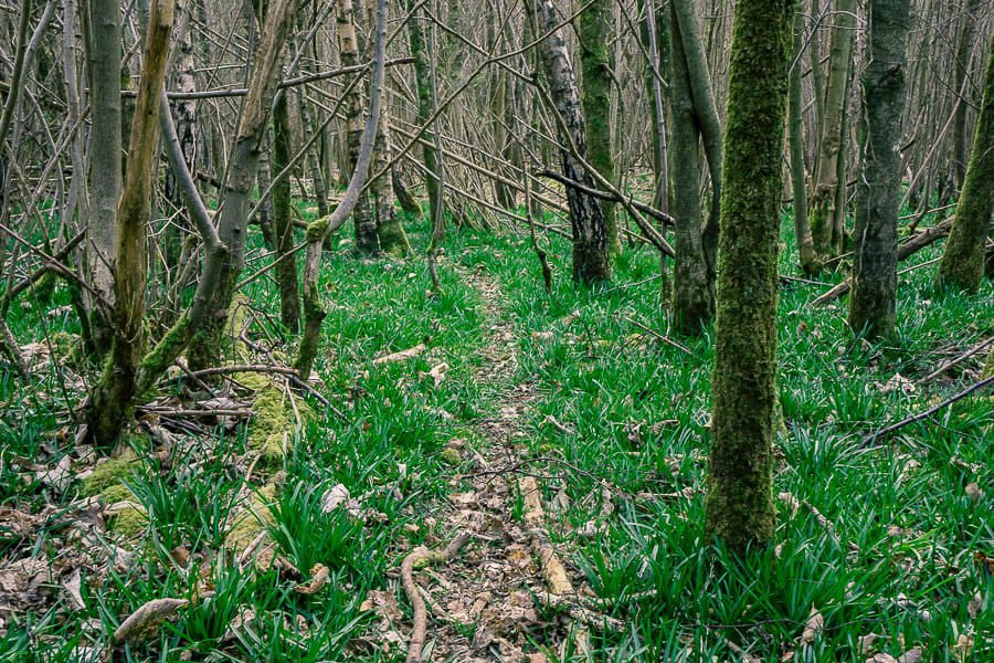 Follow a badger path through the bluebells