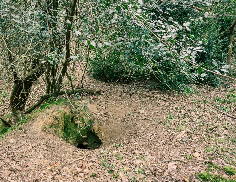 Follow a badger path to sett entrance