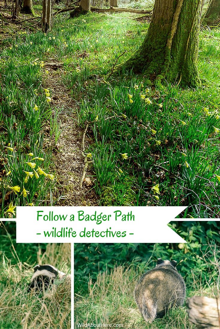 Follow a badger path wildlife detectives