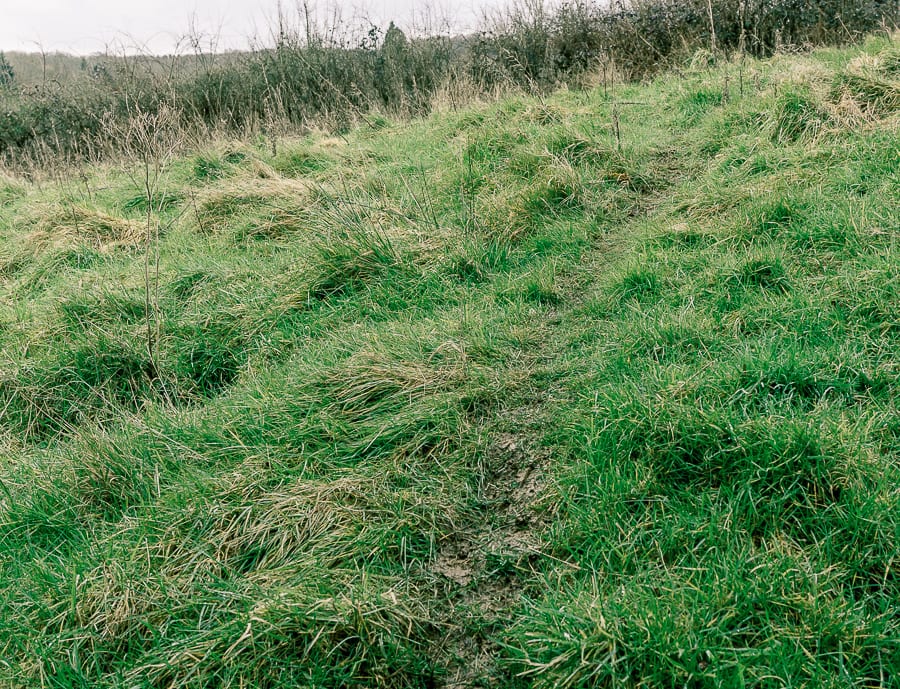 Follow badger path as nature detectives