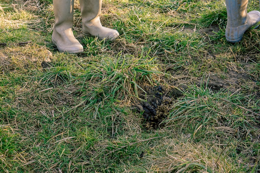 Follow badger path badger latrine