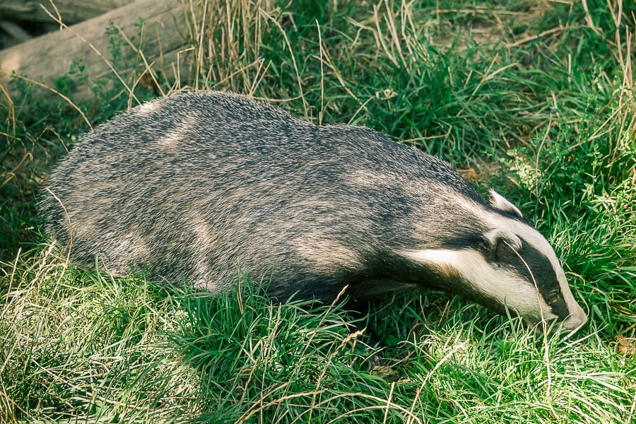 Follow badger path badger sniffing