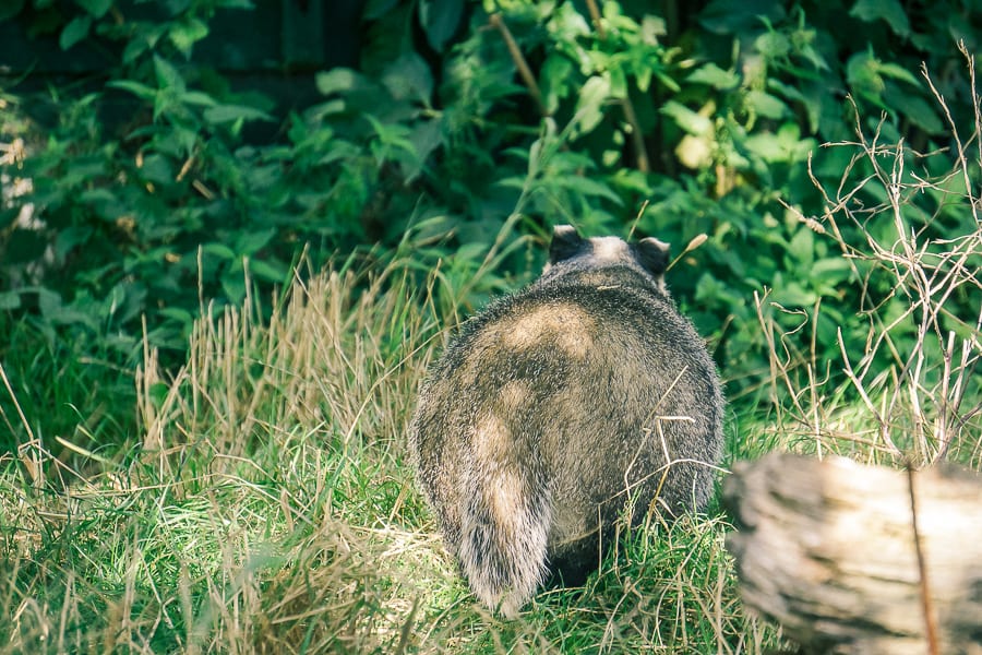 Follow badger path badger tail