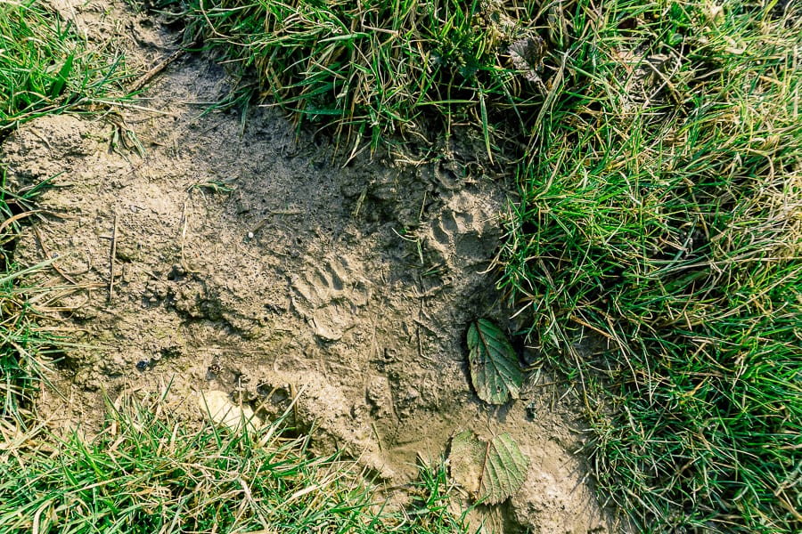 Follow badger path double tracks