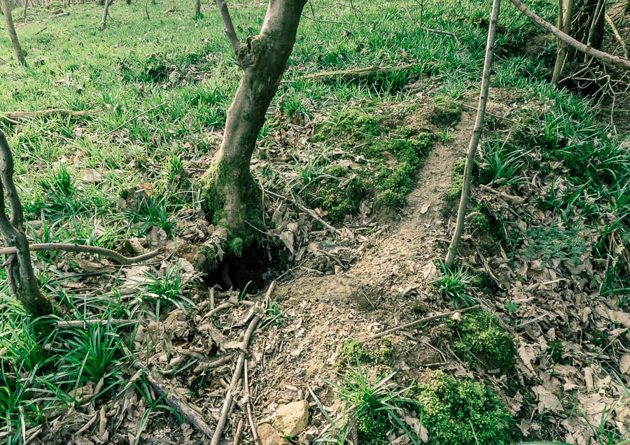 Follow badger path for sett