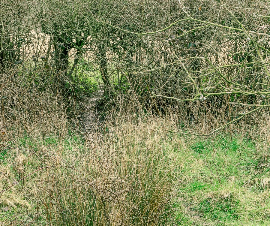 Follow badger path under hedge