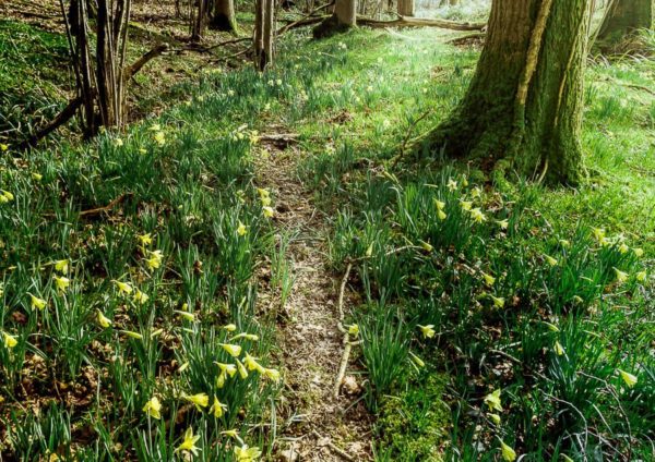 Follow badger path wildlife detectives