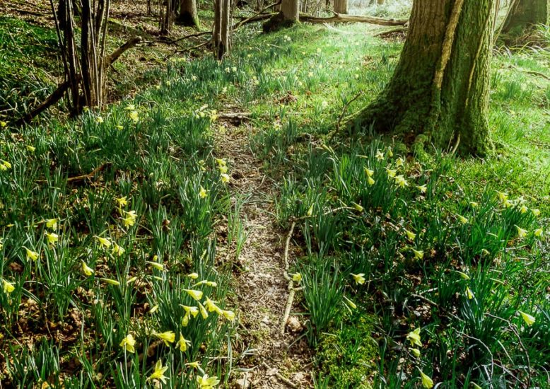 Follow badger path wildlife detectives