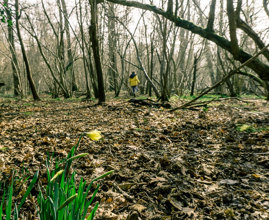 Follow badger path with kids in woods