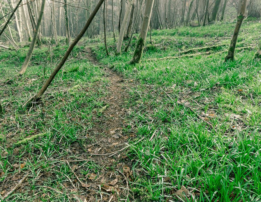 Follow badger path woods