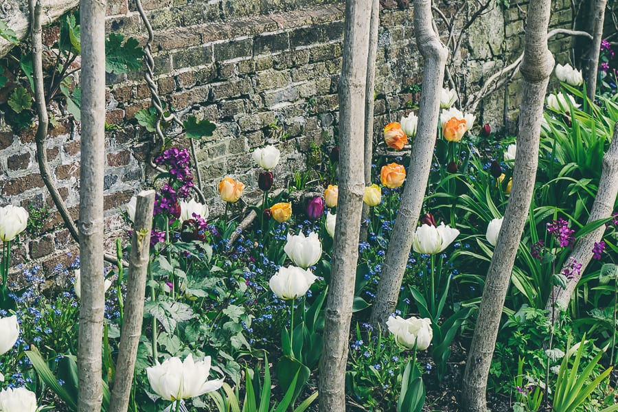 Forget me nots and tulips