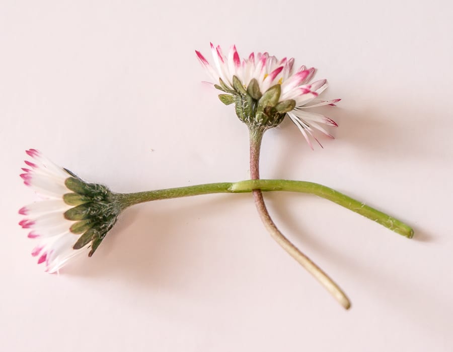 How to make a simple daisy chain by threading daisies