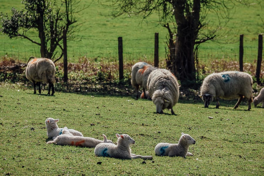 Lambs and ewes in English countryside