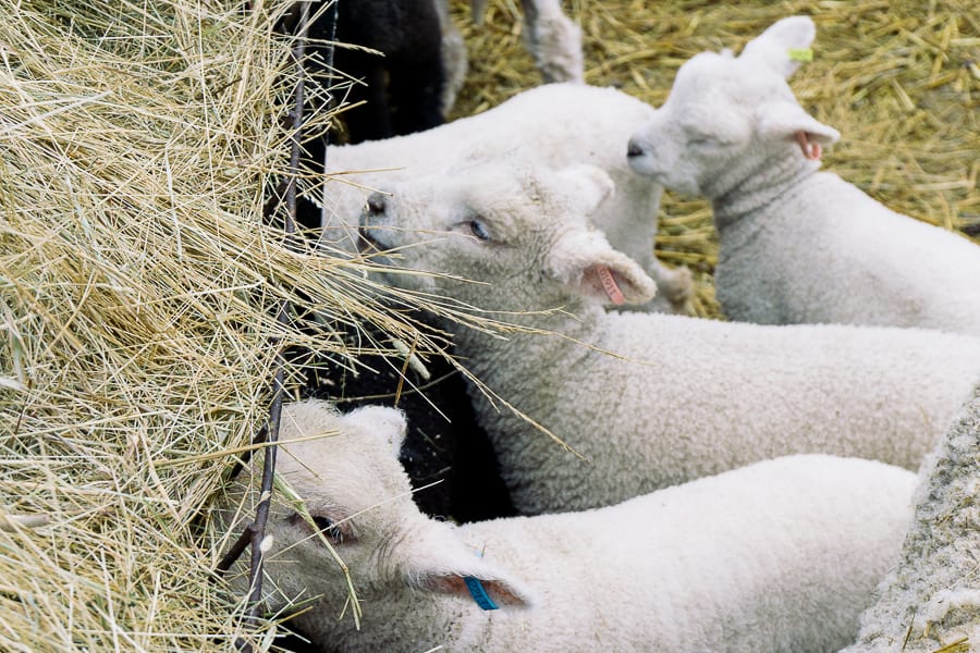 Lambs eating hay