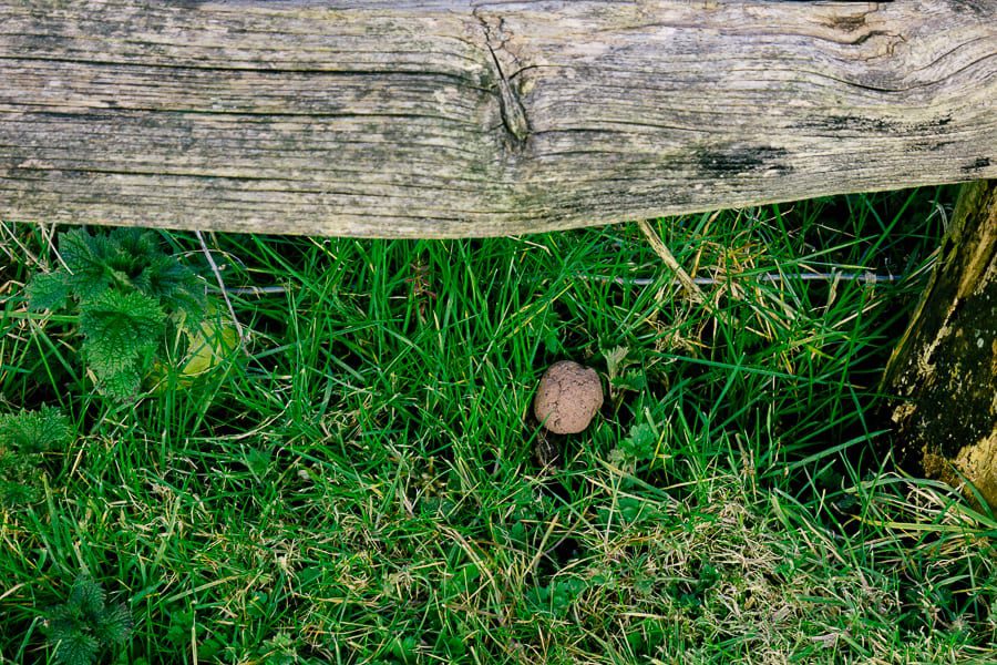 Make a wildflower seed bomb under a fence