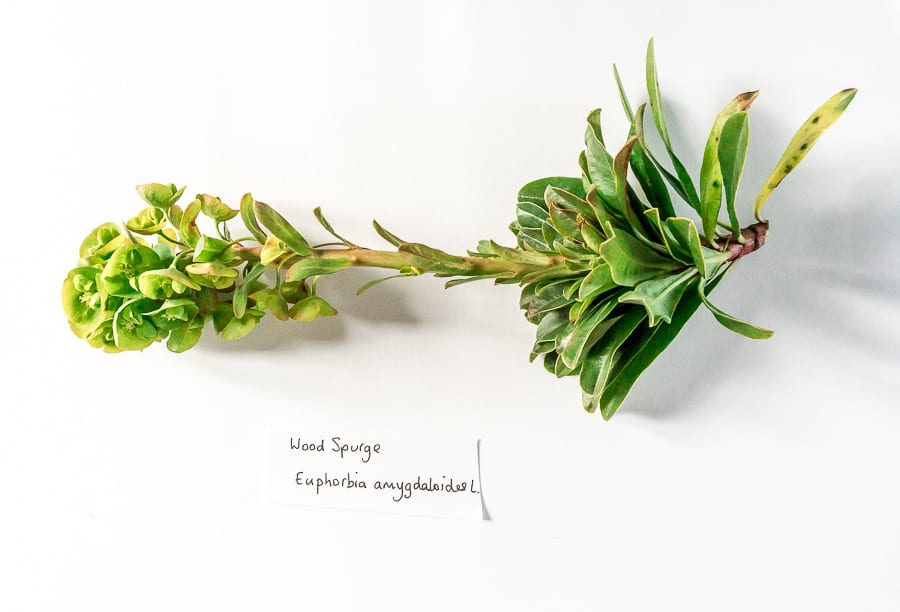 My April garden flowers wood spurge