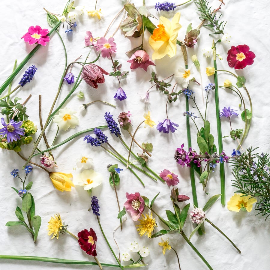 My April garden flowers