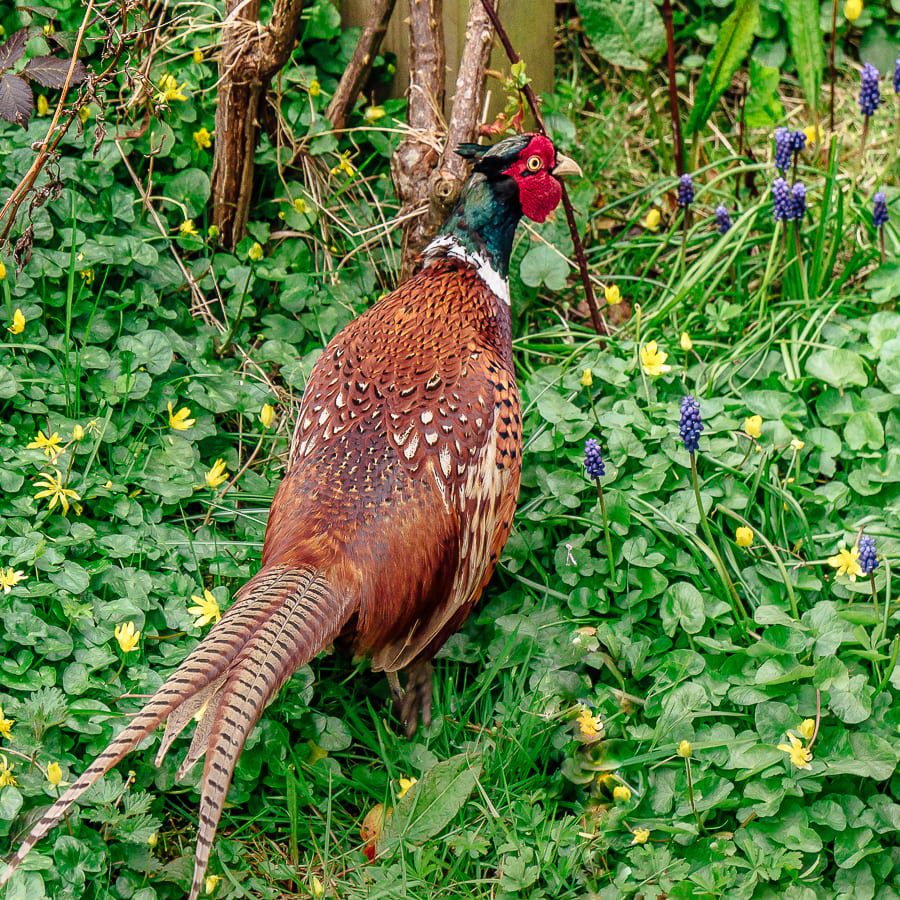 My garden pheasant