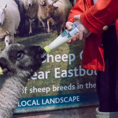 Bottle feed a baby lamb