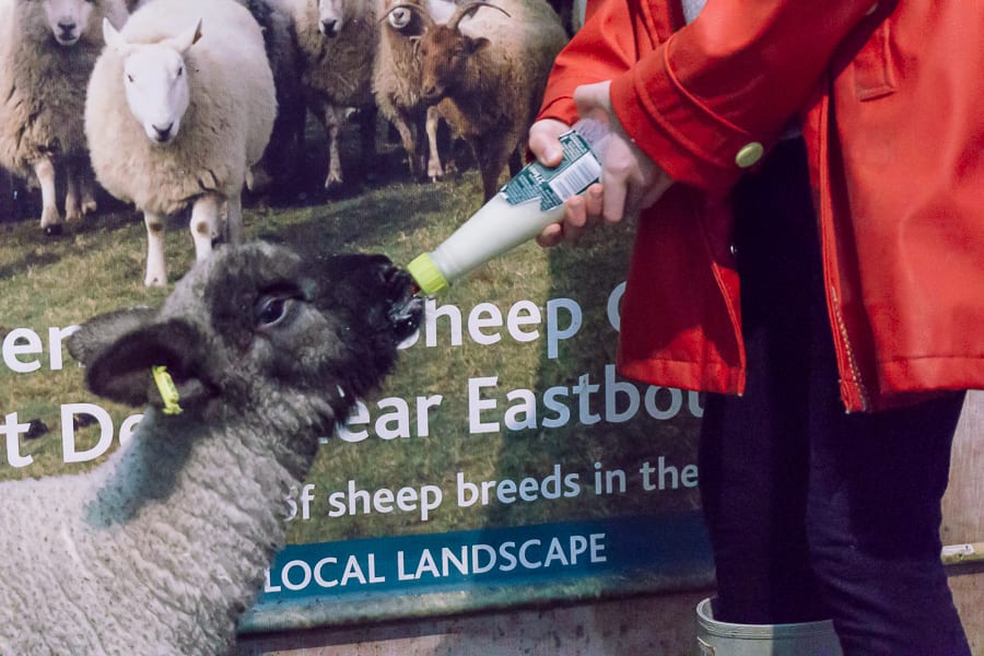 Orphan lamb drinking from milk bottle