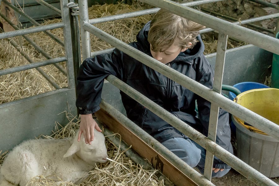 Petting baby lamb