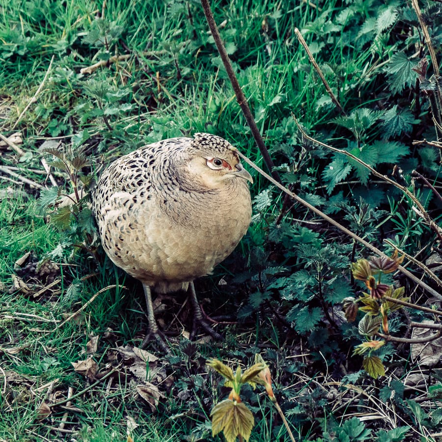 Countryside spring pheasant hen
