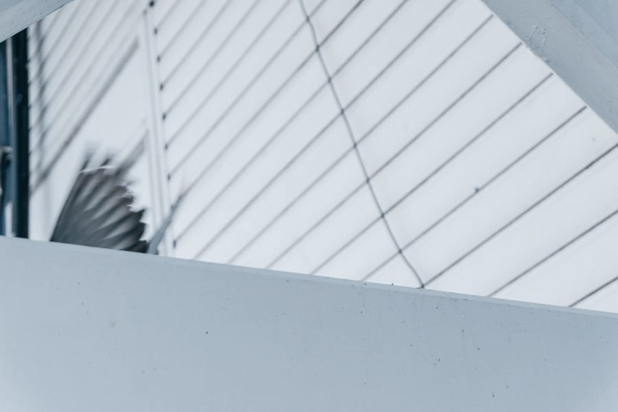 Fleeting moment of bird wing at pier