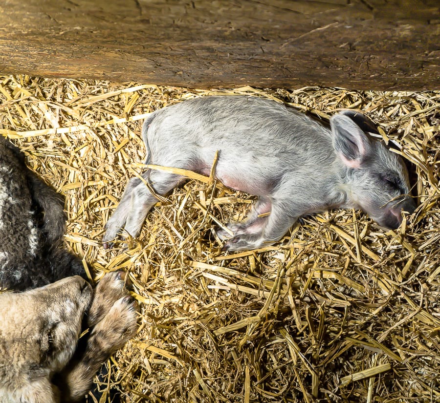 Runt piglet sleeping