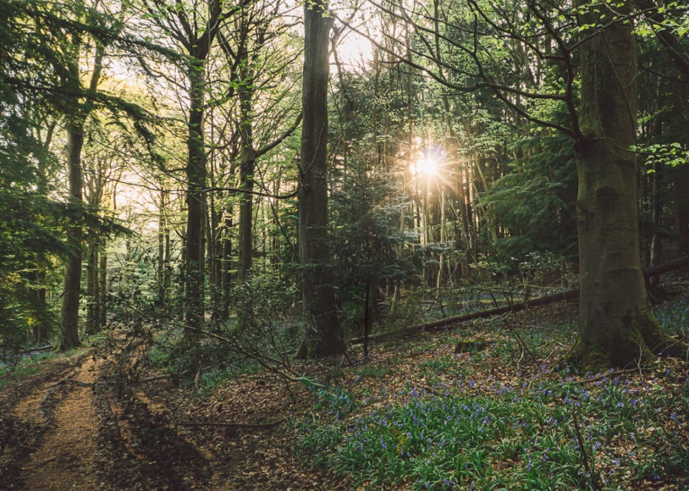 Sunray deep woods bluebells