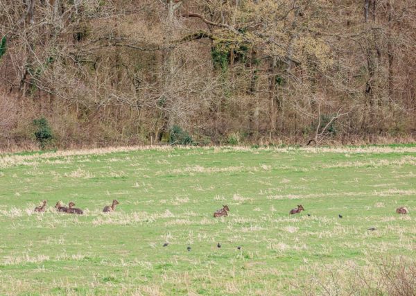 Sussex where deer rest
