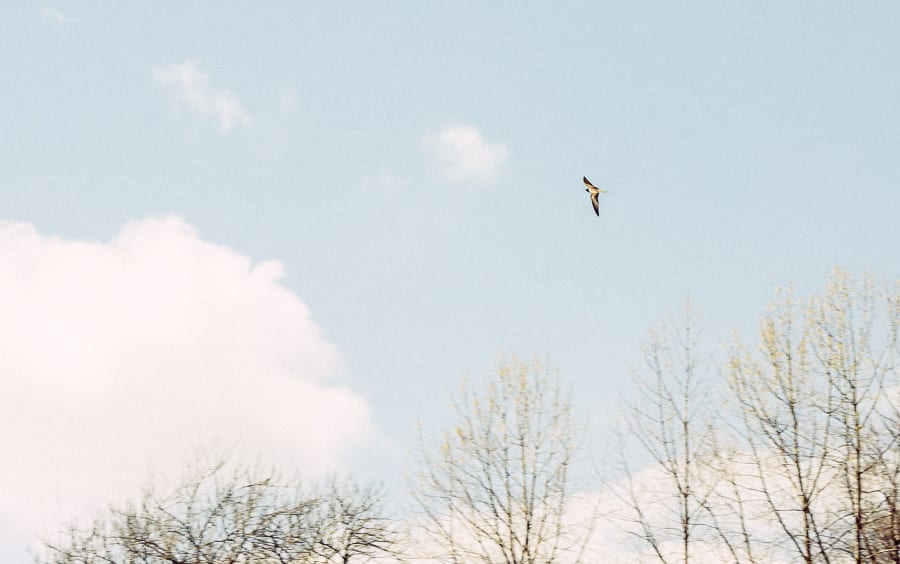 Countryside Spring Swallow