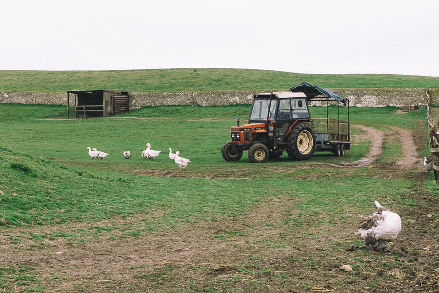 Tractor ride and geese