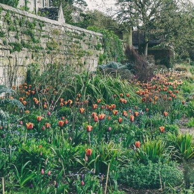 Tulip time Gravetye Manor Gardens