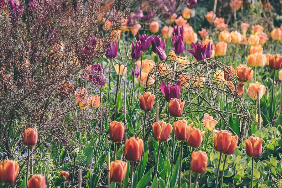 Tulip time flower bed tulips