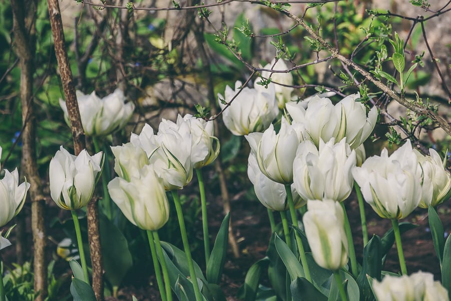 Tulip time white tulips