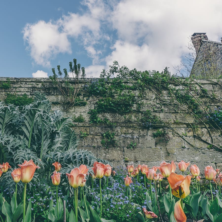 Tulips wall and sky Gravetye Manor