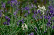 10 fun facts about bluebells to tell kids - Wild About Here