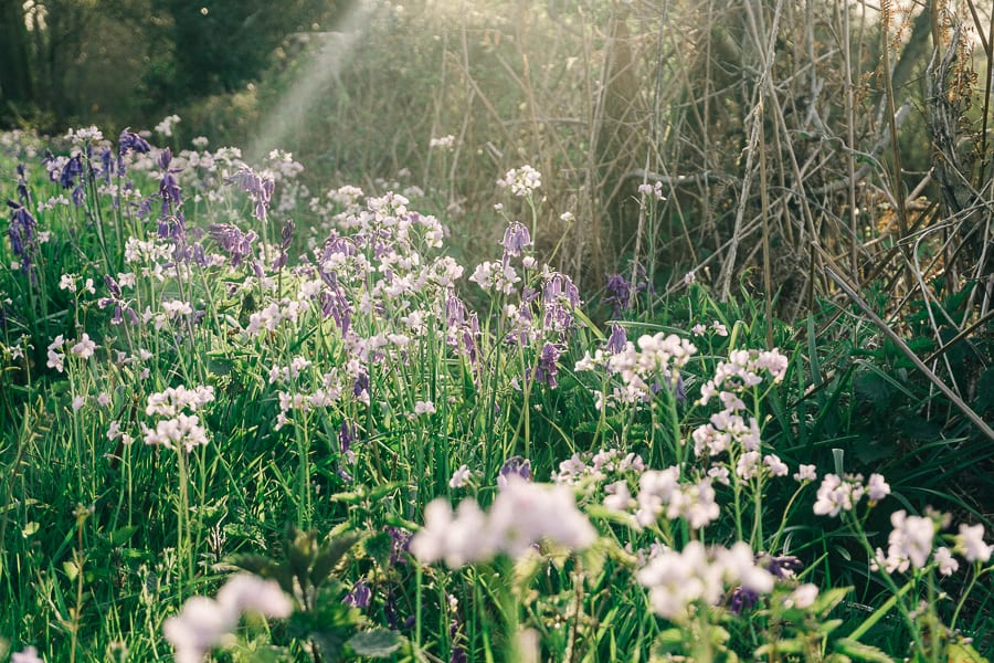 Countrspring wild flowers next to hedge