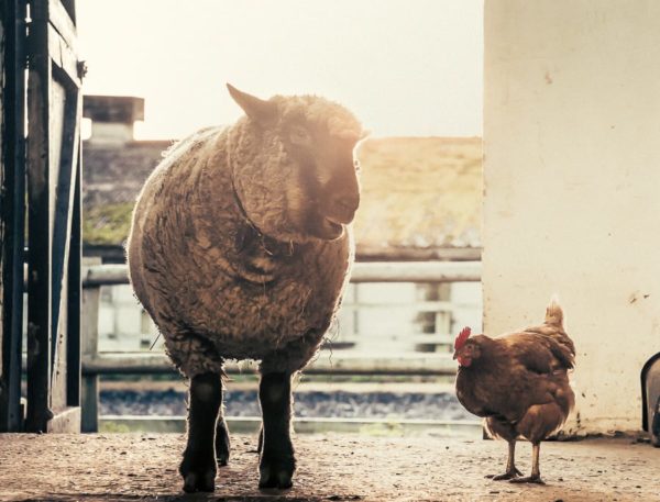 Woolly and hen chatting