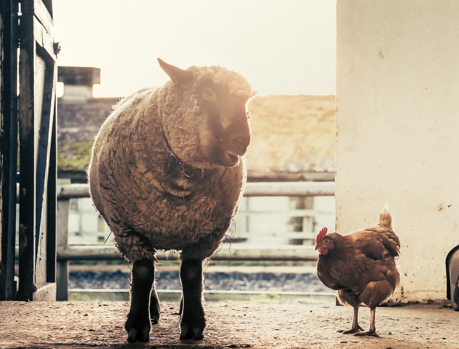 Woolly and hen chatting