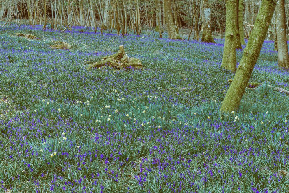 wild daffodils bluebells