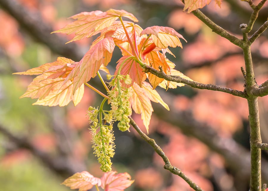 Chiddingstone Castle maple leaves catkins