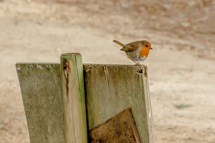 Chiddingstone Castle robin