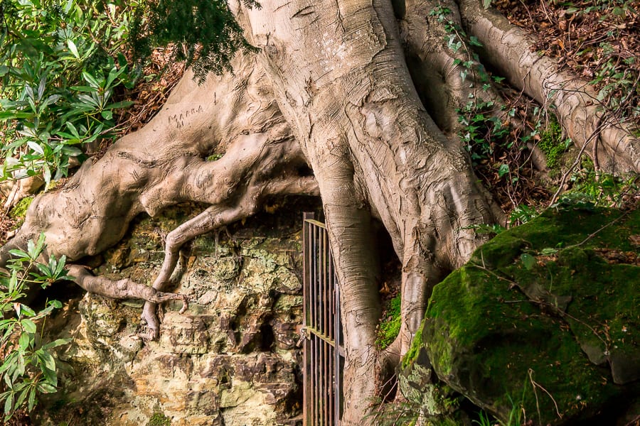 Chiddingstone Castle tree tomb roots