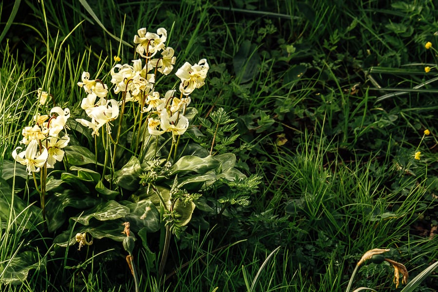 Chiddingstone Castle white flower cluster