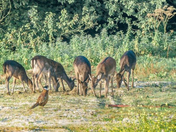 Doe deer and pheasant