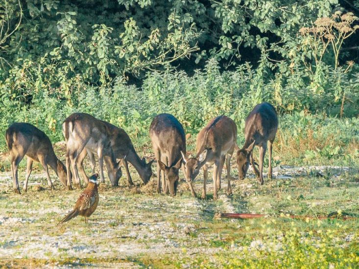 Doe deer and pheasant