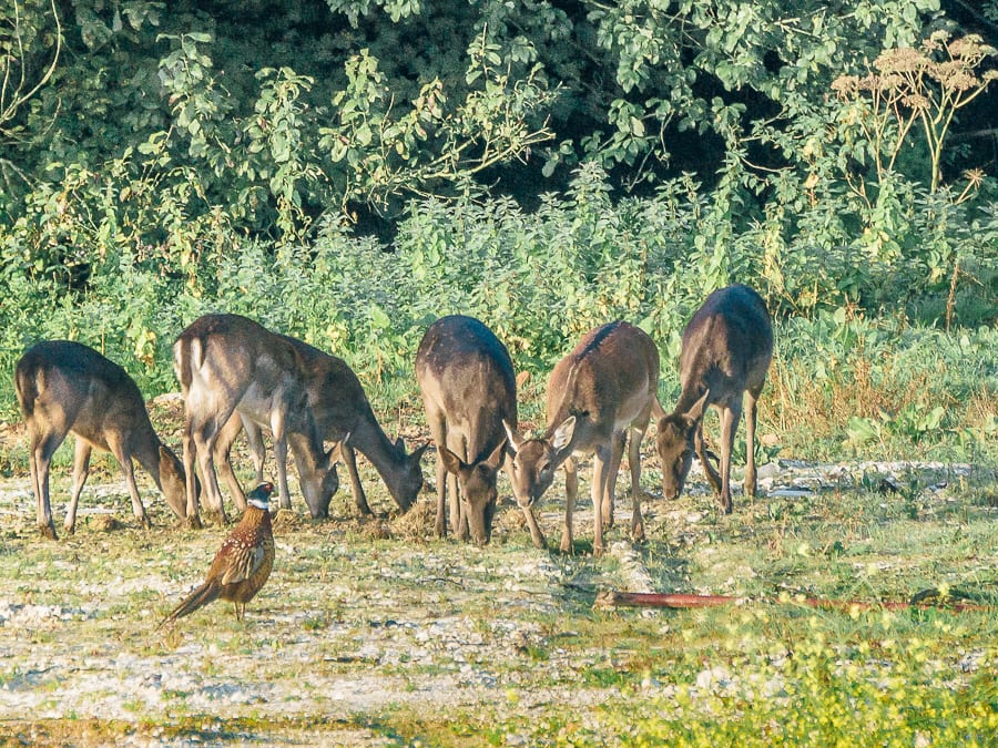 Doe deer and pheasant